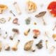 Daniel Hewes East Hampton Mushrooms